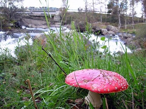 Idyll i fossen. Foto Peter Bontrop
