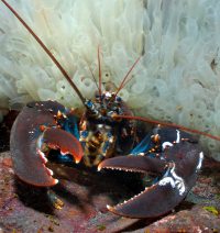 Tifotkreps, som er en gruppe arter hvor man blant annet finner hummer, har i gjennomsnitt flyttet seg 80 meter nordover daglig. - © Erling Svendsen Tifotkreps, som er en gruppe arter hvor man blant annet finner hummer, har i gjennomsnitt flyttet seg 80 meter nordover daglig.