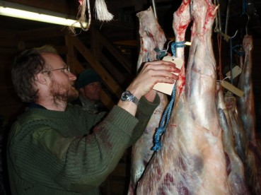 Trabvle dager for lagersjef Rune på Atnlien jaktlag. Foto Hans Sollid