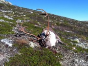 Normal avskytning under rensjakta