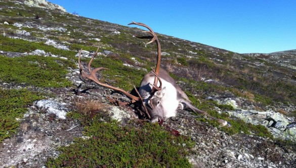 Storbukk til Sindija Hemli fra Svuluhøghda i 2011. Foto Rune Hemli