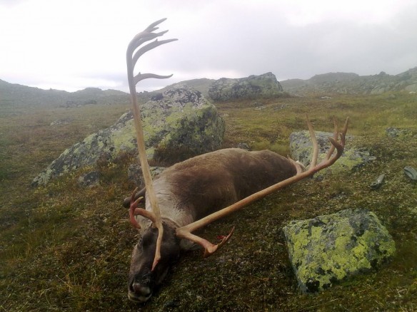 Bilde av reinsjakt Rune Hemli med storbukk nr 1. Foto Sindija Hemli