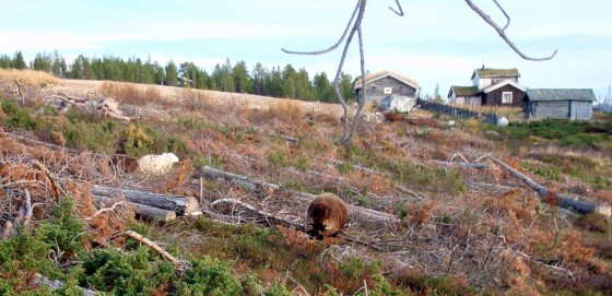 Bilde av"bjørn i fåeklær". Foto Hans Sollid