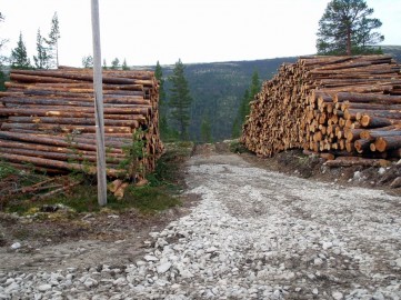 Bilde av tømmerlunner nord for Fjelltun. Foto Hans Sollid