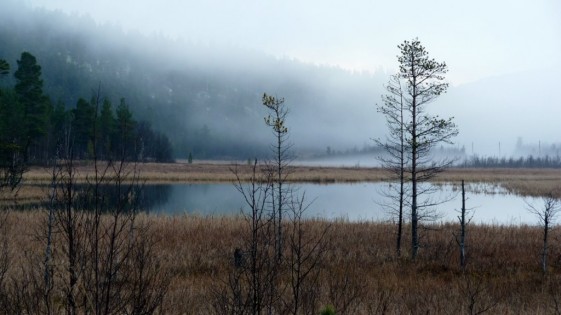 Bilde nedpå myrene ved fylkesvegen ved Gammelgarden. Foto Kari Sunde