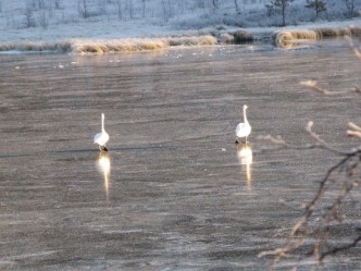 Bilde av svaner. Foto Berit Gomnæs