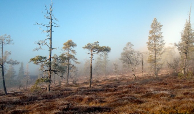 Bilde av tåkeslør på myra. Foto Hans Sollid