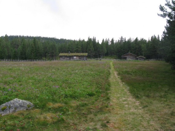 Bilde av seterviollen på Seterssetra. Foto Hans Sollid
