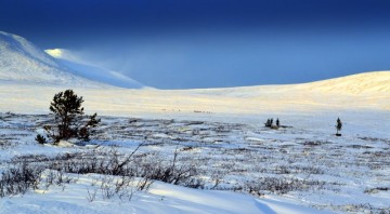 Bilde av rensdodd foto Anita Løvlien