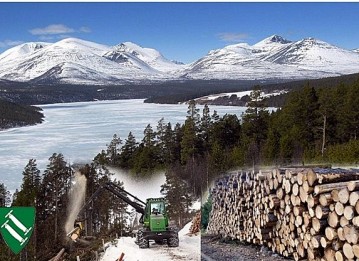 Bilde av sollia skogbruk foto Jo Øvergaard