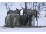 Elgforingsprosjektet