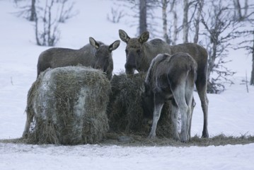 Bilde av elger på rundballe foto HIH