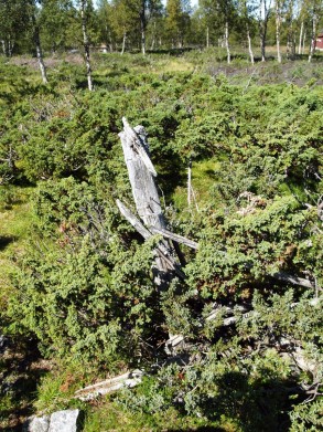 Foto av restene av gjerdestolpe på Grøtdalssetra. Foto Hans Sollid