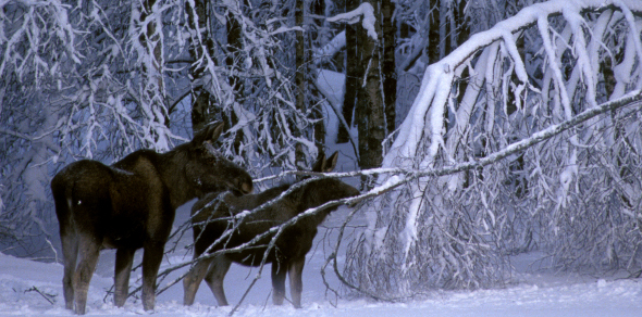 Elg - © Bård Bredesen/Naturarkivet Elg er en av artene som er omfattet av den nye hjorteviltforskriften.