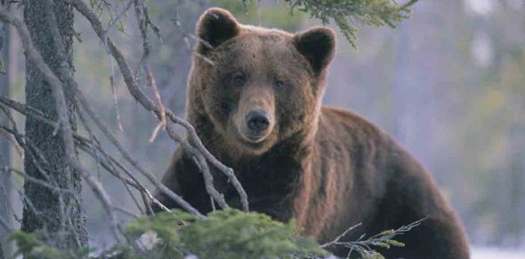 Bjørn.