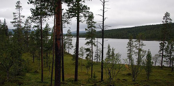 Skog forhindrer erosjon.