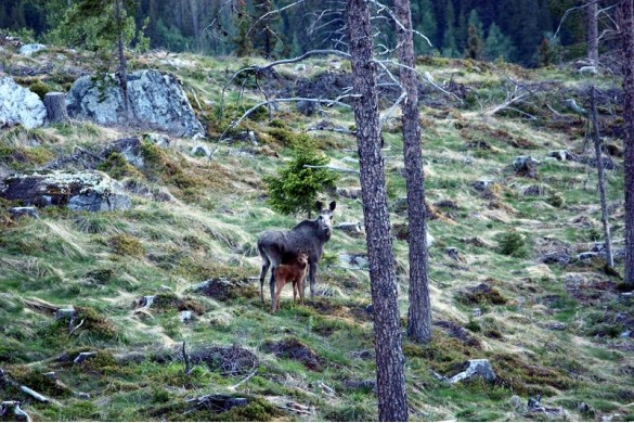 Elgku m kalv lfoto Kristian Ingdal