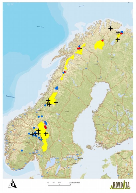 Figuren viser midtpunktet for bjørnene som ble registrert utenfor områder prioritert for bjørn i 2011. Hanner er vist som blå punkt, og binner er vist som røde punkt. Alle døde bjørner i Norge i 2011 er markert med kryss og kommer i tillegg. 