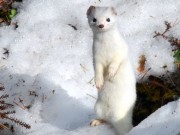 Best å holde seg kvit...
