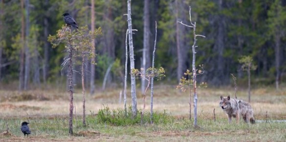 Du er her: Om oss >  Nyhetsarkiv >  Ulver på vandring Ulver på vandring Mange ulver er på vandring i disse dager Mange ulver er på vandring i disse dager © Bård Bredesen. Naturarkivet.no