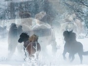Hestekurs i Dreamvalley/Sollia