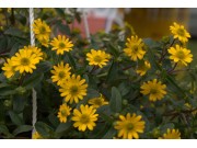 Blomsterauksjon