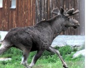 Møtte elgen i grinda