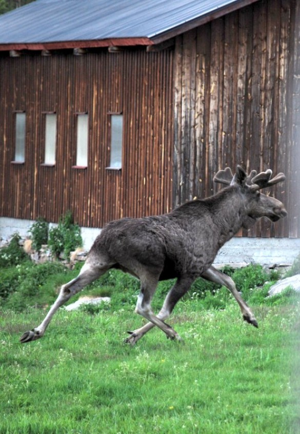 elg i farten foto Thor Håkon Løkken