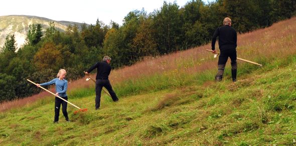 Bruk av ljå er en tradisjonell måte å høste på. Det ivaretar mangfoldet i artsrike enger. Øvre Gunleiksrud i Tinn. - © Sigve Reiso, naturarkivet.no Bruk av ljå er en tradisjonell måte å høste på. Det ivaretar mangfoldet i artsrike enger. Øvre Gunleiksrud i Tinn.