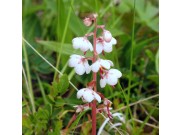Sjå etter blomster