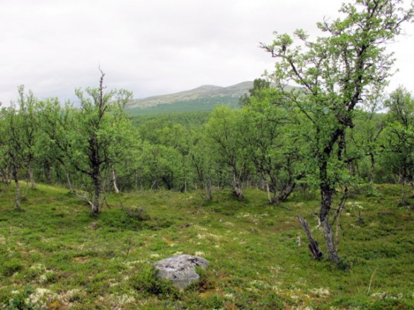 Valdreshøgda. Foto Hans Sollid