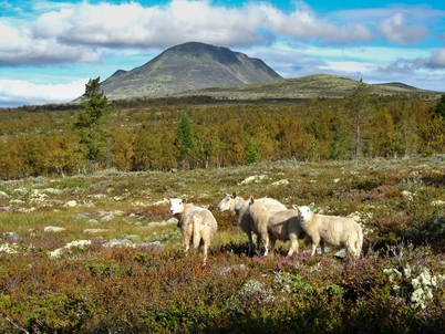 Image of Sau_i_Storgrytdalen_None.full