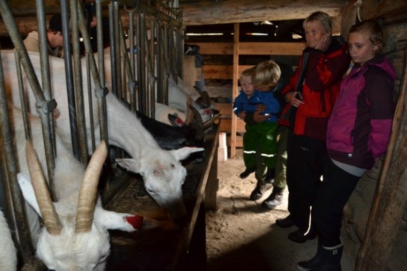 Fra gjetfjøset. Footo Ida Løchen