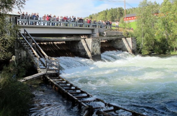 Så går'n i kvitskjorta att. Foto Hans Sollid