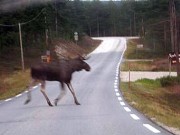 Sjokoladelåven trekker..
