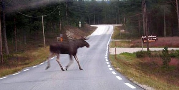 Bringe på veg til Sjokoladelåven. Foto Håkon Edvard Nesset