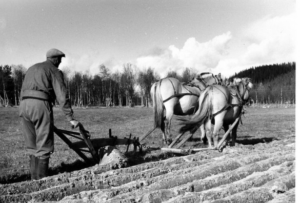Ingmar Morken pløyier på jorde langs Atna-elva. Silt/"kvæbb" foto Sverre Morken