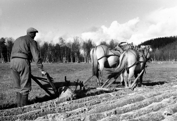 Ingmar Morken pløyer med 2-spann foto Edv K.Barth 1964