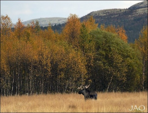 Denne bringen ble fotografert onsdag og på nytt søndag. Foto Jørn Areklett Omre