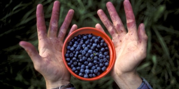 Blåbær smaker enda bedre om du plukker den selv 