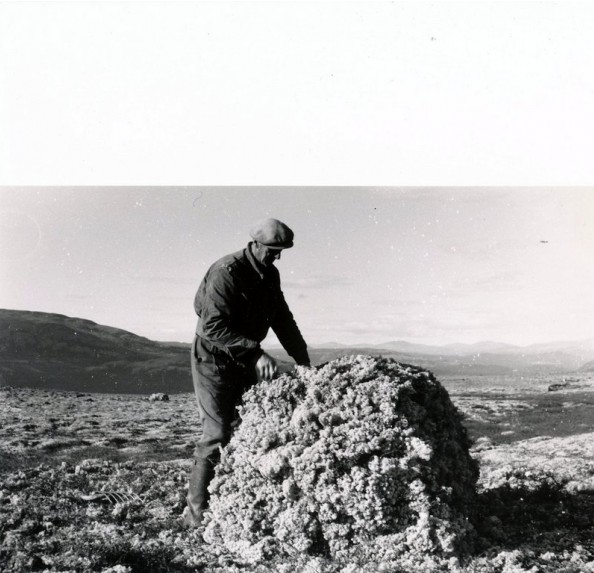 Ingmar Morken tek måså foto Sverre Morken