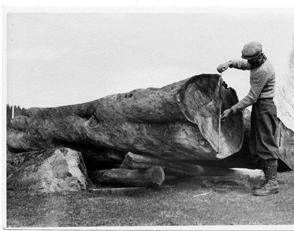 Full utmalming Rolf Øvergaard måler kjerneveden. Foto Edvard K. Barth 1942