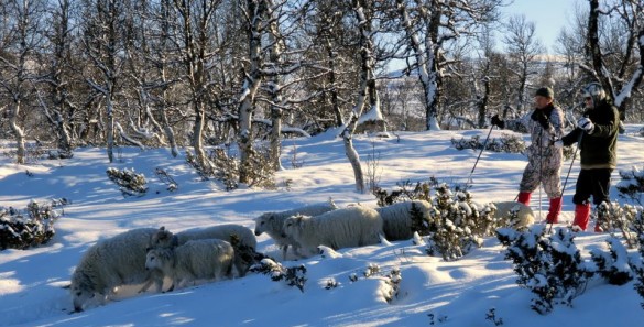 Sau stod i taterdær' nfoto  Jan Helgesen