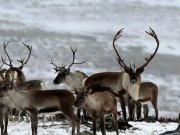 Litt bedring av felte dyr i Sølenkletten