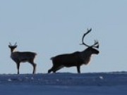 Parasitter på villren