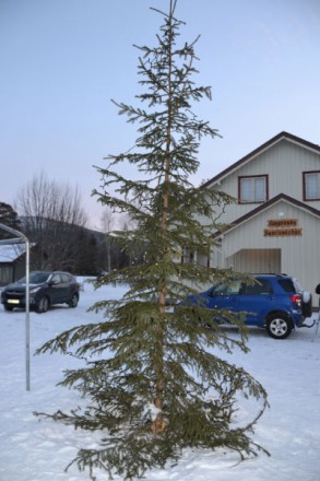 Sliten julegran på Mogrenda. Foto Mette Støvseth