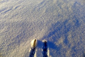 Puddersnø nå om dagen foto Torstein Storaas