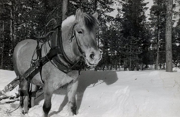 Fjordingen "Vesla" ved Trøbua ca 1959 foto Rolf Øvergaard