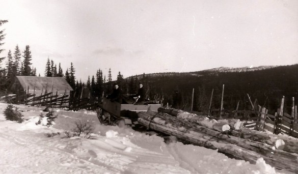 Bilde av tømmerkjøring  på Mokjølen. Foto Ambros Sollid