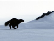 Plukk jervskit i vinter